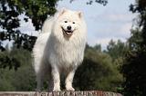 SAMOYEDE 094